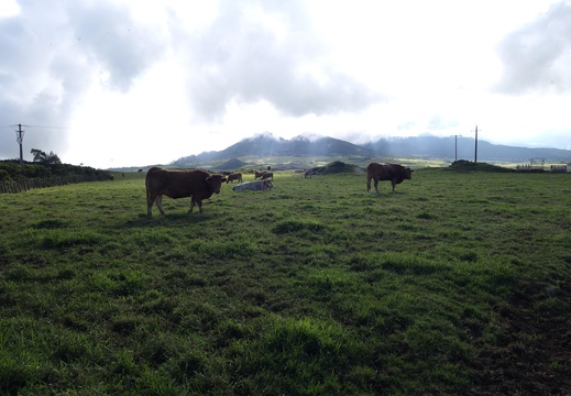 Des vaches. A la Réunion!