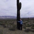 Cactus de taille