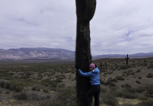 Cactus de taille